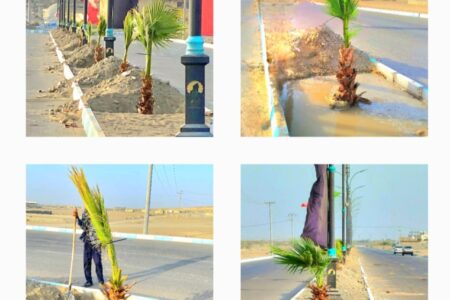 کاشت ۲۲۰ نخل تزئینی در بلوارهای ساحلی کوهستک؛ پروژه شهرداری برای توسعه فضای سبز