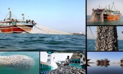 آغاز برنامههای حمایتی برای ۲ هزار صیاد آسیبدیده در جنگ