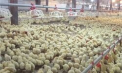 تولید بیش از ۱۵ هزار تن گوشت سفید در استان هرمزگان طی پنج ماه نخست سال جاری